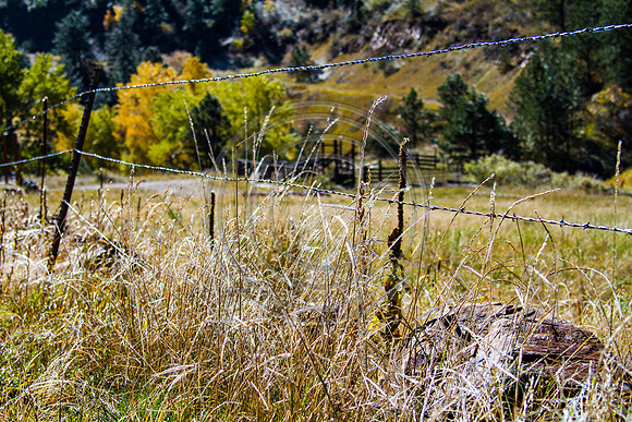 _MG_0599