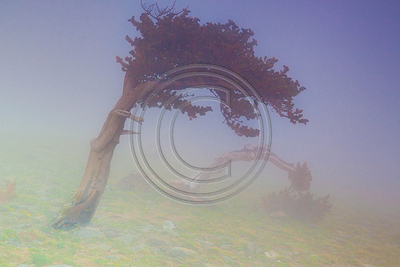 In The Mist