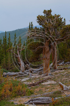 Old Man of The Forrest