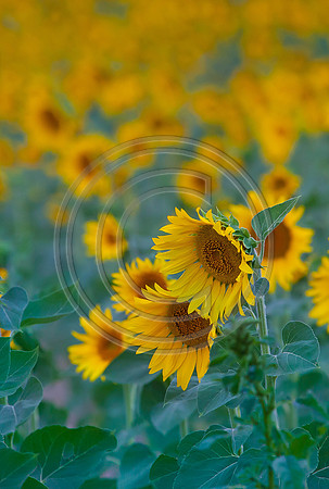 Sunflowers