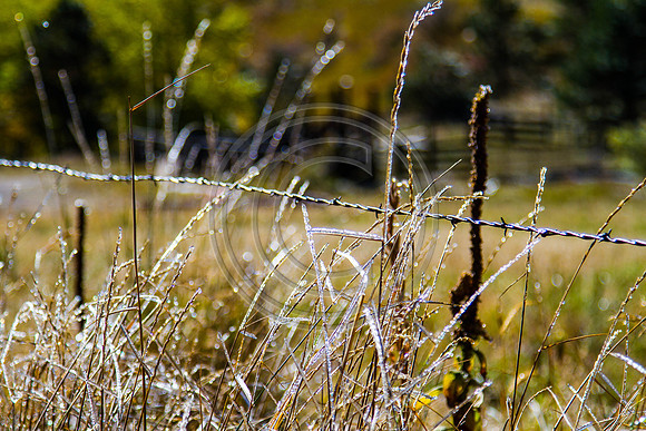 _MG_0601