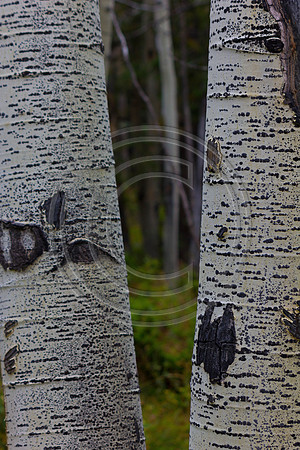 Seeing the forest throught the trees