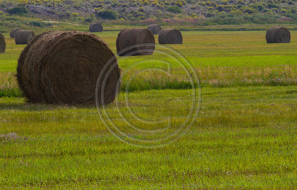 _MG_8666