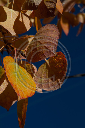 _MG_0551
