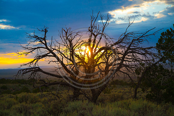 Burning Bush