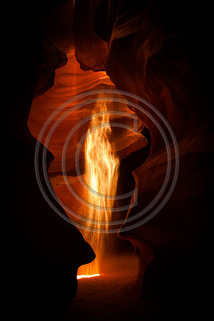 Raven in Antelope Canyon
