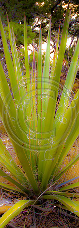 Yucca at Mesa Verde