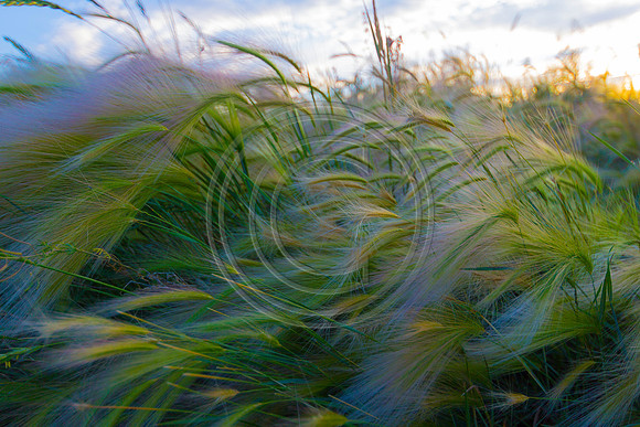 Flowing